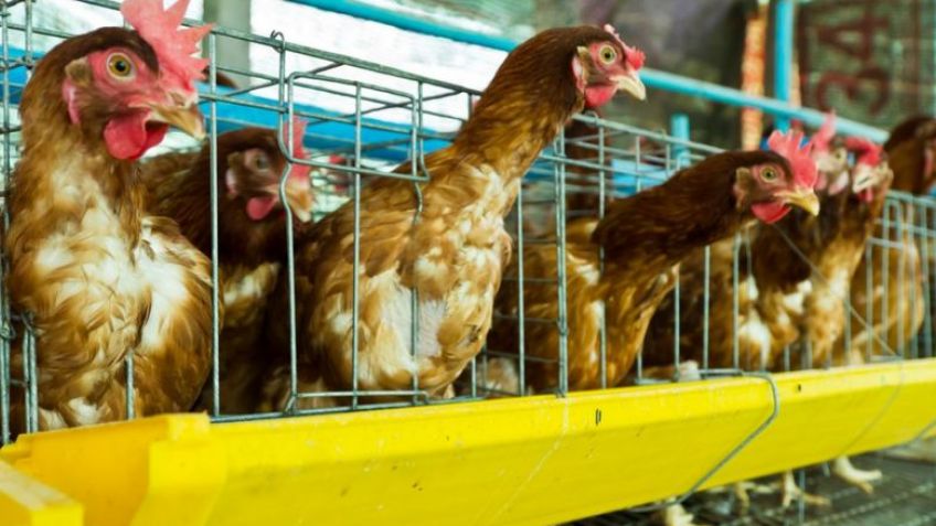 Ocho datos fascinantes sobre los huevos, uno de los alimentos más nutritivos del mundo